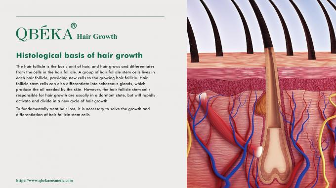 GMPC Standard 80ml Serum O Último Remédio Para Alopecia Areata Tratamento Perto de Mim 1